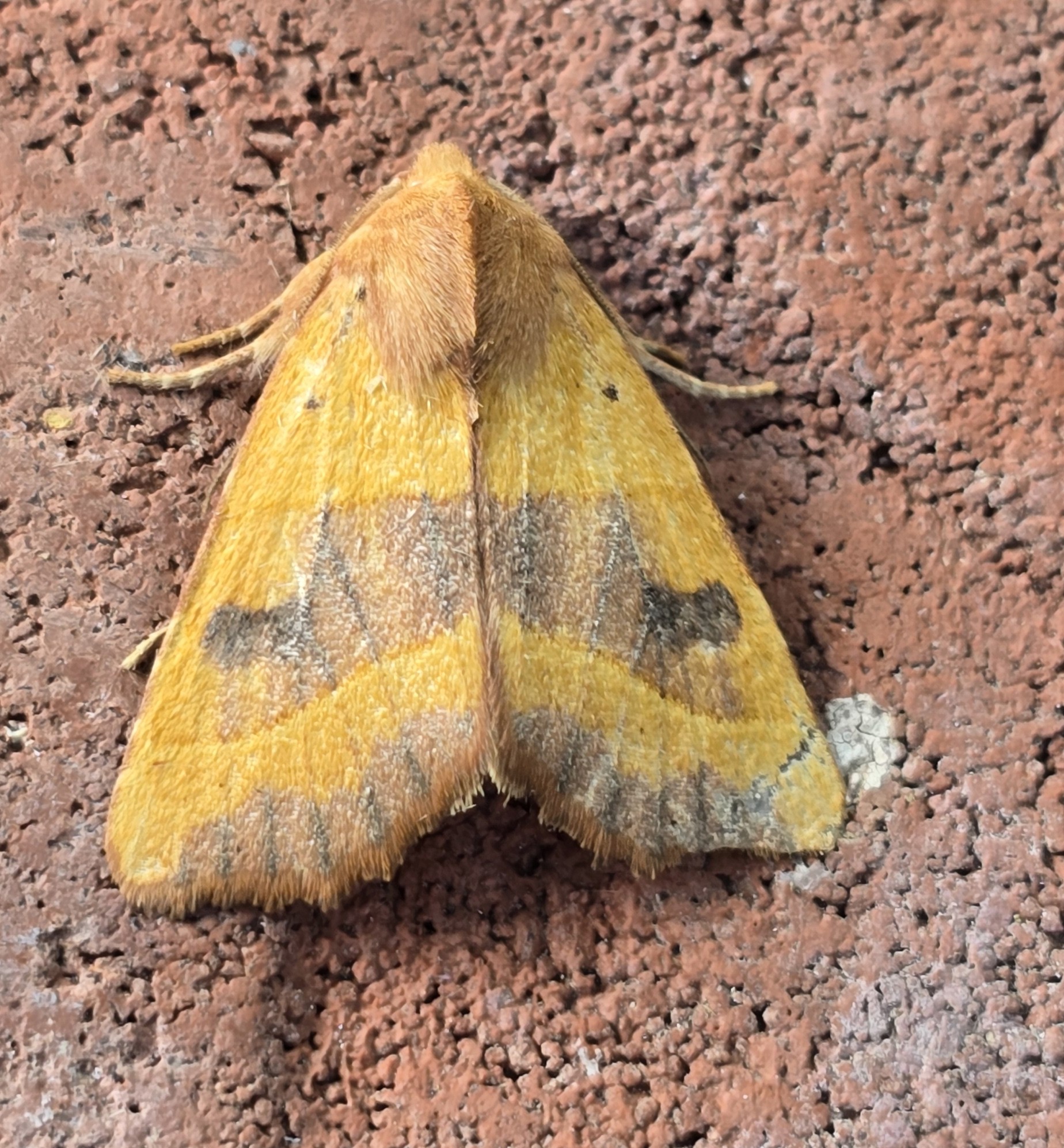Photo of Centre-barred Sallow (Atethmia centrago)
